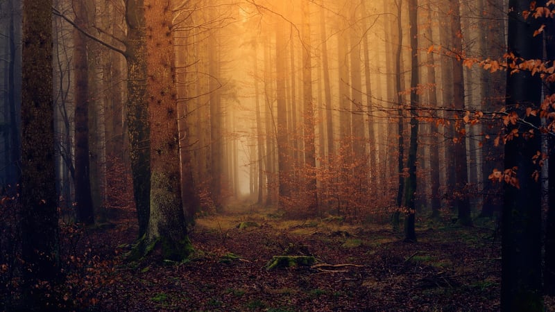 forest